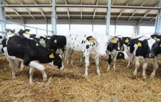 Diploma in Organic Livestock Husbandry