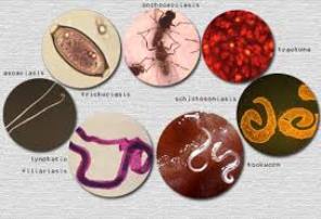Colleges and Universities Offering Postgraduate Diploma In Tropical Diseases