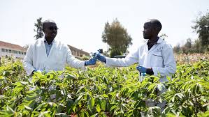 Smallholder Irrigation Schemes Development Organization